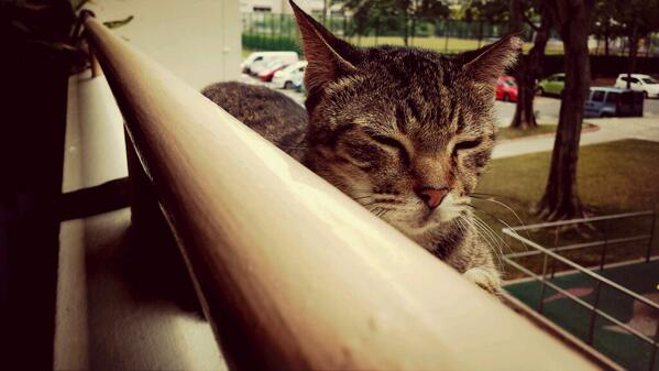 LUMITHECAT's tweet photo. Coz sittin on da parapet iz kewl http://t.co/Zq5wUV6Wym