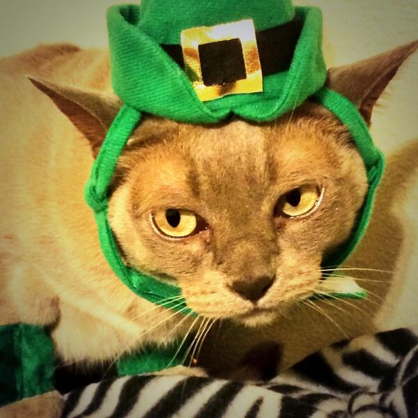 Happy St Patty's Day.....Kiss my blarney butt!!     #StPatricksDay