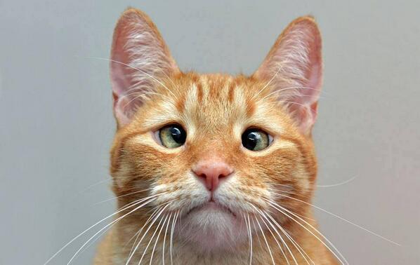 5starportugal's tweet image. GINGER passport picture pose !!! ow.ly/vANg6