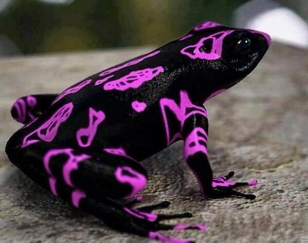 CoolSciencePics's tweet photo. This is the Costa Rican Variable Harlequin Toad, also known as the clown frog http://t.co/IvSSXdX5DJ