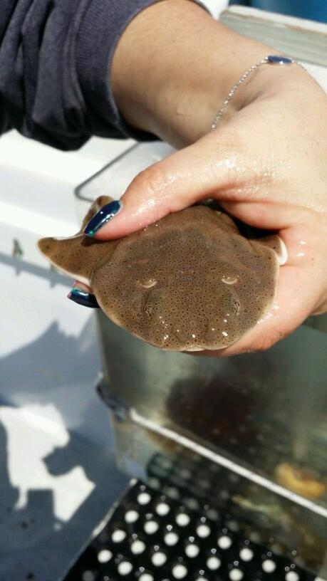SDFloatingLab's tweet photo. Angel shark pup that was born on the deck of the floating lab today. http://t.co/XfR2YTuY7T