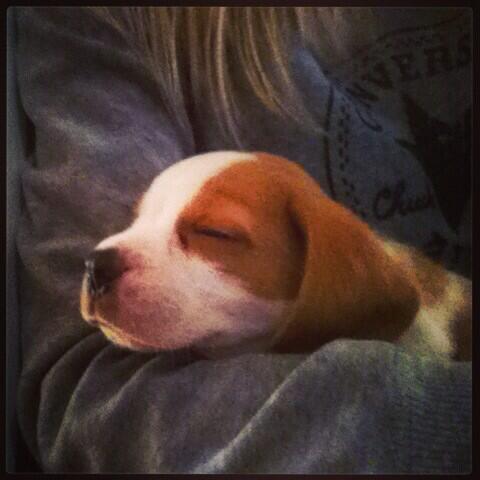 Link permanente da imagem incorporada