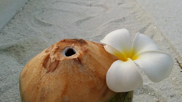 A #coconut a day... keeps the Doctor very happy!