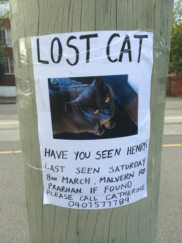 clemnewtonbrown's tweet photo. Have you seen Henry the cat around #prahran ? #findhenry http://t.co/VFbRjjS85f