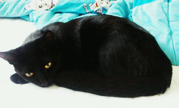 oneby6's tweet photo. ㅎㅎㅎㅎ sleepy black http://t.co/tQxzvmaIRL