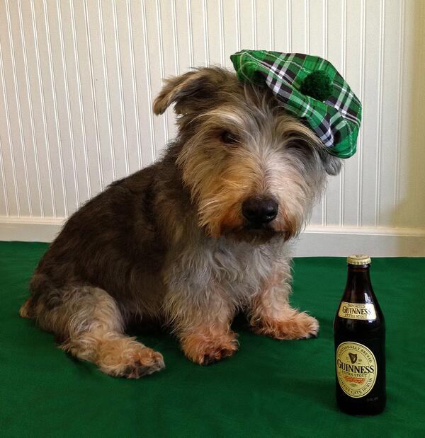 moniquean's tweet photo. @PetSmart Oliver wonders if it is time to start celebrating St. Patrick’s Day! http://t.co/36wfTaWNWd