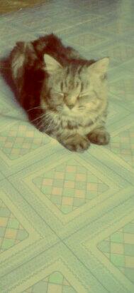 jiunesse's tweet photo. Happy Sunday ☀ dapat salam dari ebot yg masih terkantuk-kantuk haha @INFOkucingmu @CatMates ♥ http://t.co/BdTTaqTU4u