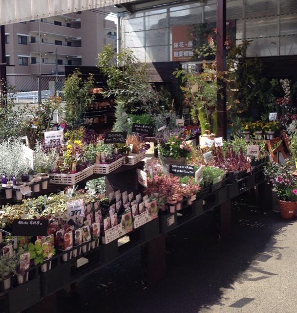 ホームセンター グッデイ ガーデナー安達寿枝子さんにグッデイ長尾店の園芸売場をプロデュースしていただきました より花を選びやすく 植え方がイメージできるような売場になりました Http T Co Iv3pghjntl Twitter