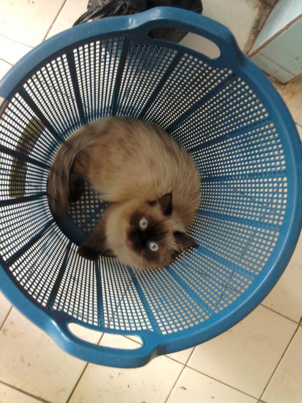 perkikaan's tweet photo. @INFOkucingmu min snowy lagi cari betina tangsel - jaksel nih umur 1thn langsung mention aja kalo ada yg minat http://t.co/ULeQgqQKfe