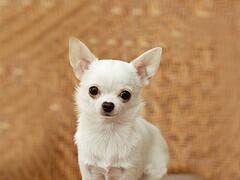 チョッパーが教える豆知識講座 世界一小さい警察犬は体重3kgのチワワ モモ 日本の嘱託警察犬 の遭難者救助部門で合格して 警察犬になりギネスに登録された T Co Bvas0mlirk