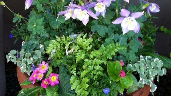 CDMPAINTING's tweet photo. Spring colors http://t.co/4JRh07g9Rm