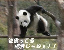 動物ネタ帳 Auf Twitter パンダ用のａｖ パンダ ポルノ があるｗｗｗ 繁殖を促す為に見せるらしいｗｗｗ T Co Swluxqjuko