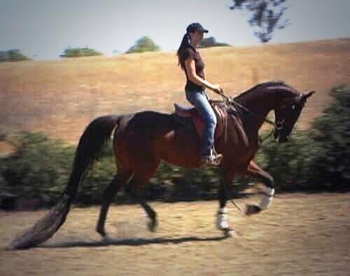 werenotdeadyet_'s tweet image. I can't quite get passed the neck on this horse.....#donotlike #maybeitshouldntbeahunter