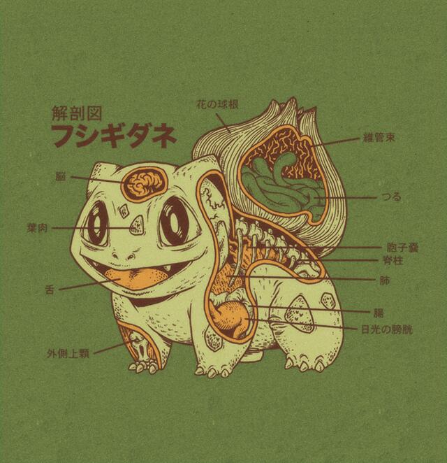 リアルポケモンの部屋 フシギダネ解剖図 T Co 8icd5iuyrg リアルポケモンの部屋 フシギダネ解剖図 T Co 8icd5iuyrg