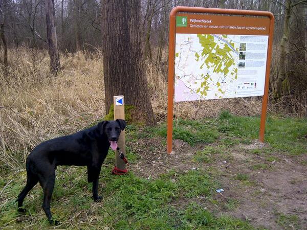 WA_Schijndel's tweet photo. RT @DierenpolitieOB: #Schijndel - zwarte reu achtergelaten op Steeg ri. H-Dinther. Niet gechipt. Naar asiel Uden. http://t.co/g7ti6viGM2