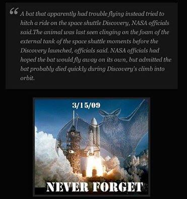 InvernessBats's tweet photo. R.I.P. Space Bat http://t.co/u4Z7aPxpRH