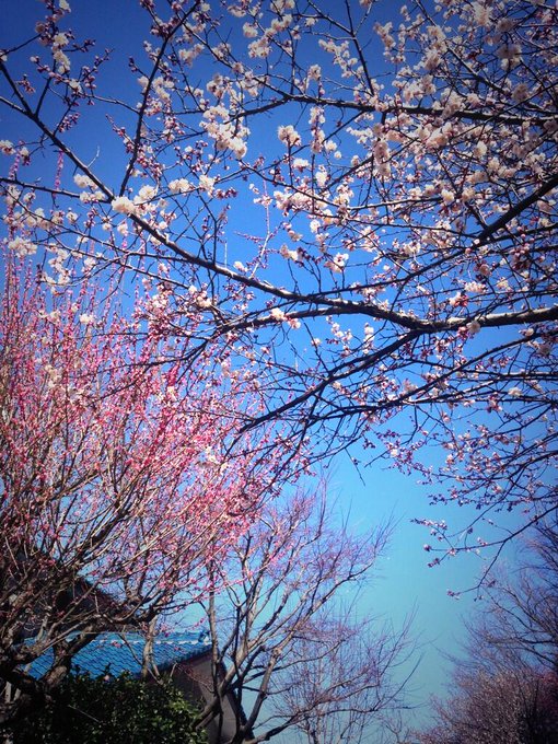 梅と桃の花発見。春だね〜♡は、は、はっくしょーーーん。 http://t.co/Qz0VZpdbA3