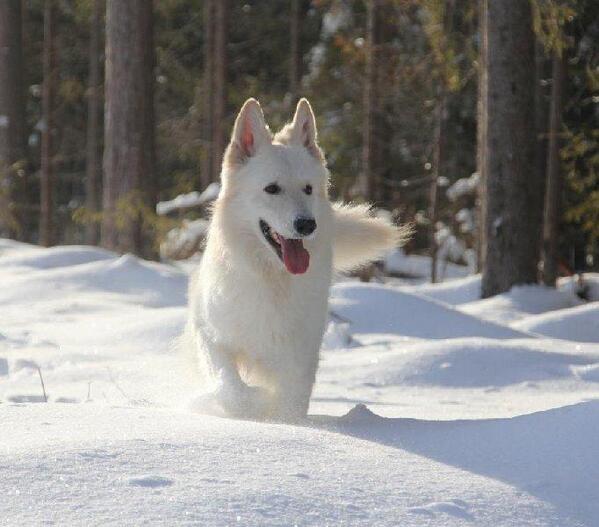 ^zo een hond neem ik later sws :3