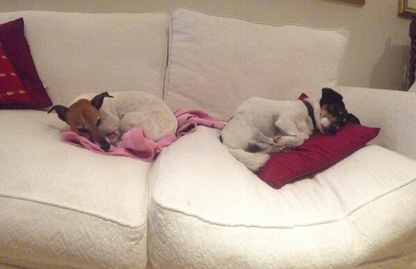 MickyC74's tweet image. Big day, everyone is done. Time to snore...