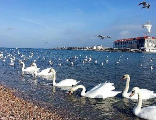 В Севастополь в бухту Омега прилетели белые лебеди - фото 1