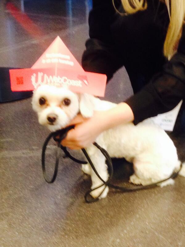 mflconsult's tweet image. Bengan in action #benganmeltsmyheart #webcoast