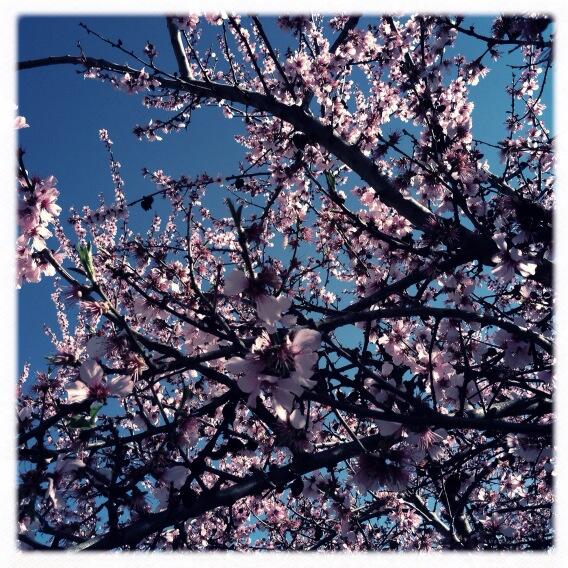 PatriceDumont's tweet image. pix of the day ! #EarlySpringBreak