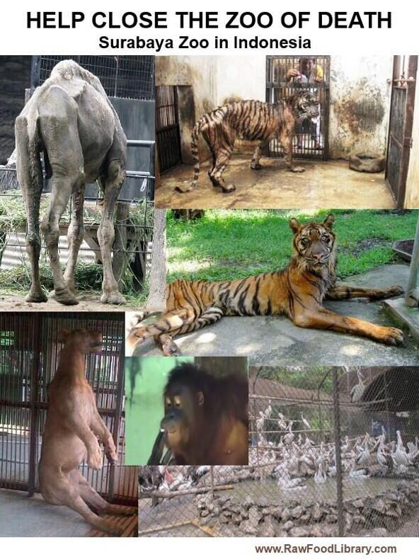 1M_Vegans's tweet photo. Help Close Surabaya Zoo in Indonesia "The Zoo of Death"

Please Sign &amp; RT

https://t.co/lIrFchXvWh 
@peta http://t.co/A95ZQRwctu