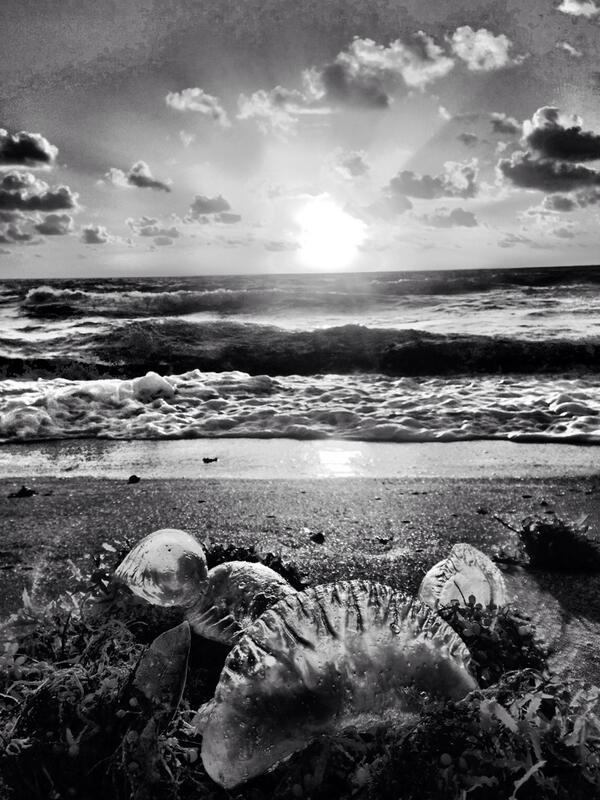 FtLauderdaleSun's tweet image. The boys are back in town.