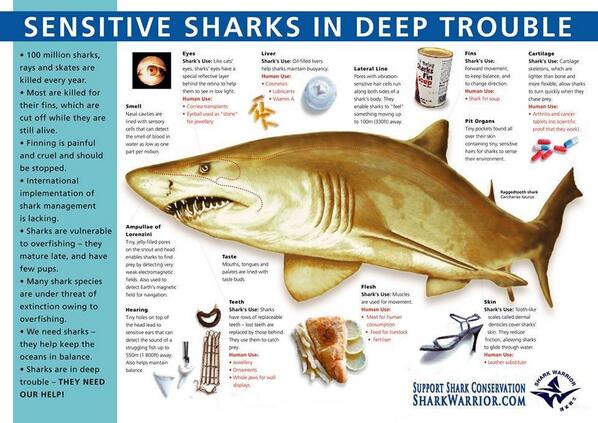 Sharks keep our oceans healthy Oceans give humans air, water &amp; food Sharks are in trouble Protect them, protect us!