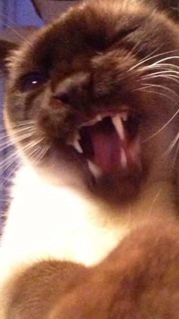 JaneFallon's tweet image. Shiver me timbers ...