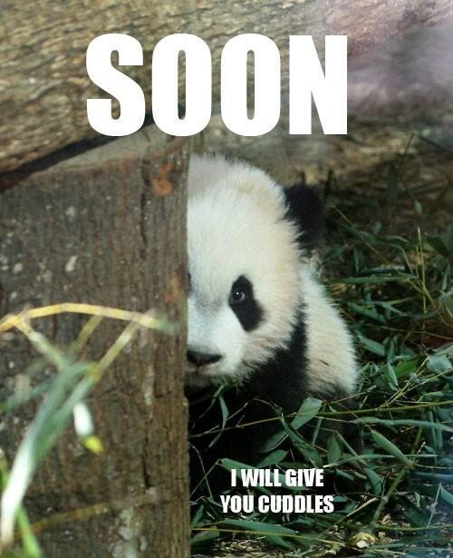 ImMrPanda tweet picture