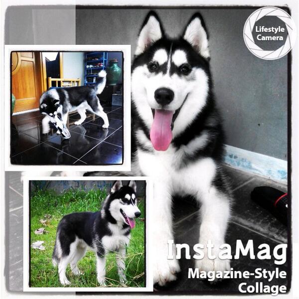 phey24's tweet photo. #InstaMagAndroid#huskybandung#doglover#siberianhusky http://t.co/7ohUnyIRD4