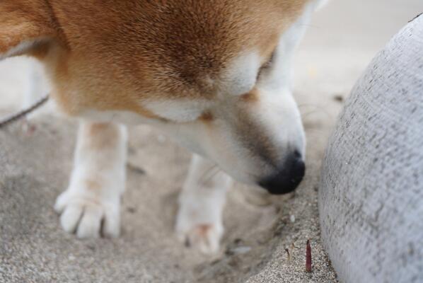yu2013a's tweet photo. 今日のお散歩
 ＃柴犬 ＃ミラーレス http://t.co/Cvez9dFUz4