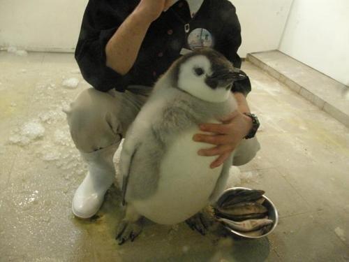 "@urmindblown: chubby baby penguin http://t.co/NwD4HlSfxu" Omg. Gotta cuddle this little guy.<a class="tags" target="_blank" title="On Twitter" href="/?out=eyJ0eXAiOiJKV1QiLCJhbGciOiJIUzUxMiJ9.eyJpYXQiOjE3MjIwNTY1NzcsImlzcyI6InR3cG9ybnN0YXJzLmNvbSIsIm5iZiI6MTcyMjA1NjU3NywiZXhwIjoxNzUzNTkyNTc3LCJyZWRpcmVjdF91cmwiOiJodHRwczovL3R3aXR0ZXIuY29tL3VybWluZGJsb3duIn0.uT39_TkvI085fZMATqdgjCsHa1Hs6V3UovAr__eXe4Iwhc_GrDIfNzTbRJA2uEnjHodr0gFzOfJ4MuOuKZoWXg">@urmindblown</a><a href="/tag/paypal"class="tags"><span>#paypal</span></a><a href="/tag/findom"class="tags"><span>#findom</span></a><a href="/tag/spoilme"class="tags"><span>#spoilme</span></a>
