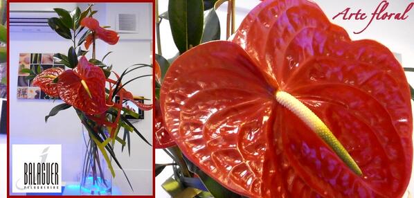Peluquerosbcn's tweet photo. #JBalaguerPeluqueria Hoy nuestro #artefloral semanal son #ANTHURIUM ROJO. Ramo expuesto en centro Via Agusta 113, BCN http://t.co/DBFZqvJLJ8