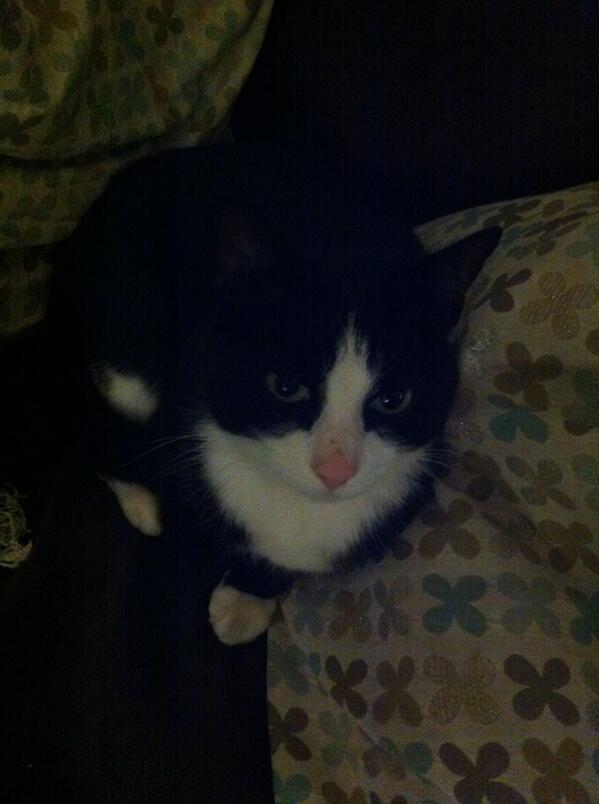 keldasavage's tweet photo. Is this your cat? Found on our doorstop on burton rd opp withington hospital. It doesn't seem to know where to go.. http://t.co/IFP8KXk9Hq