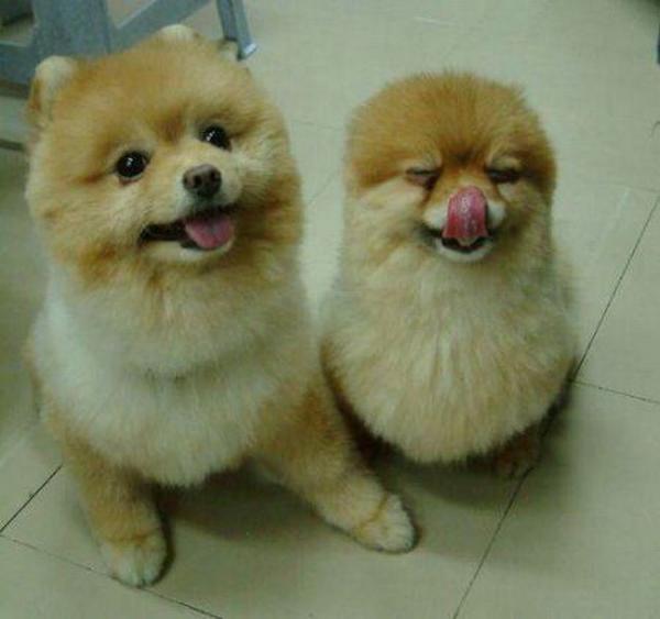gazo1192_bot's tweet photo. ふたごみたい(#^.^#) https://t.co/5yuOJYLDsC