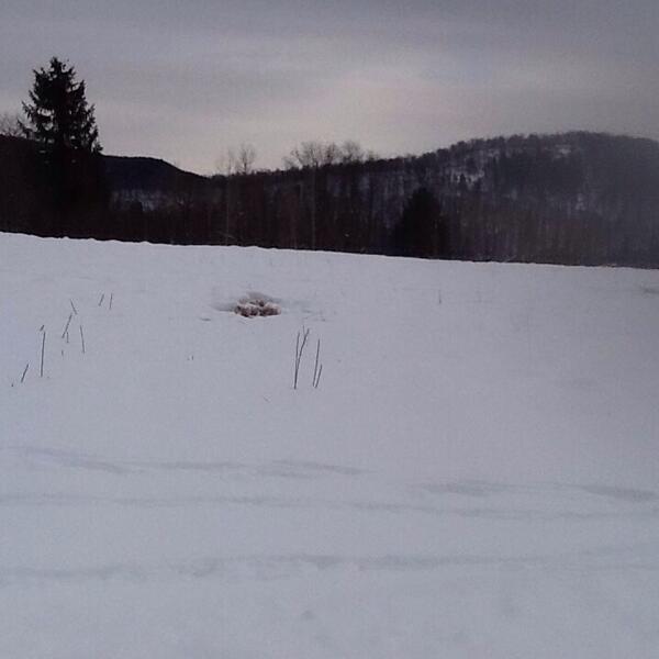 CatskillCritter's tweet image. Dried meadow grasses peeking through, as snow melts (down to 
about 5 inches), with turkey tracks. #Catskills