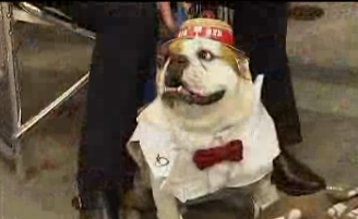 cbsnewspath's tweet photo. Wrinkles are in at the Beautiful Bulldog Contest in #southcarolina @Live5News SUND055 #npexpress http://t.co/WGdasng6aO
