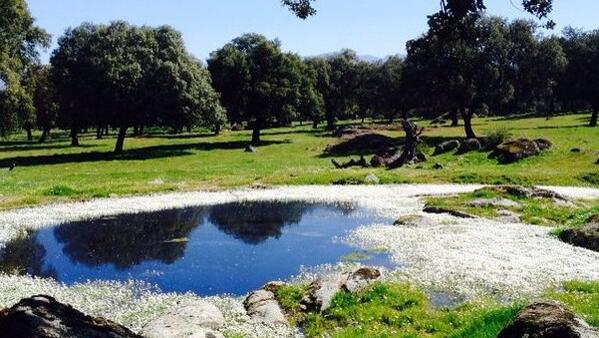 Dehesando tweet media