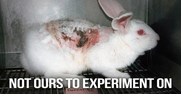 peta's tweet photo. URGENT:

An industry group is pushing for an INCREASE in animal testing!

RT &amp; HELP to stop it http://t.co/eFuAH3NPRT http://t.co/T66r63e7U1
