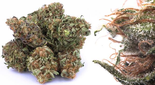 WinterlifeCoop's tweet photo. Our critters have found something that'll have you singing with the birds! This potent Indica is the only way to fly. http://t.co/tH8HfV5X5o