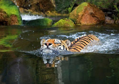 ScenesoftheWild's tweet photo. Swimming Tiger http://t.co/PhhfXnxx06