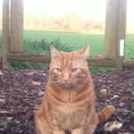 Photo by Lord Button & co (@GingieButtoncat)