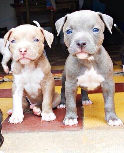 Laury Incroyablepics Bebe Pitbull Http T Co 3jhczznogz Laury Incroyablepics Bebe Pitbull Http T Co 3jhczznogz