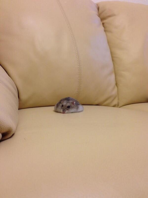 He's melting into the couch