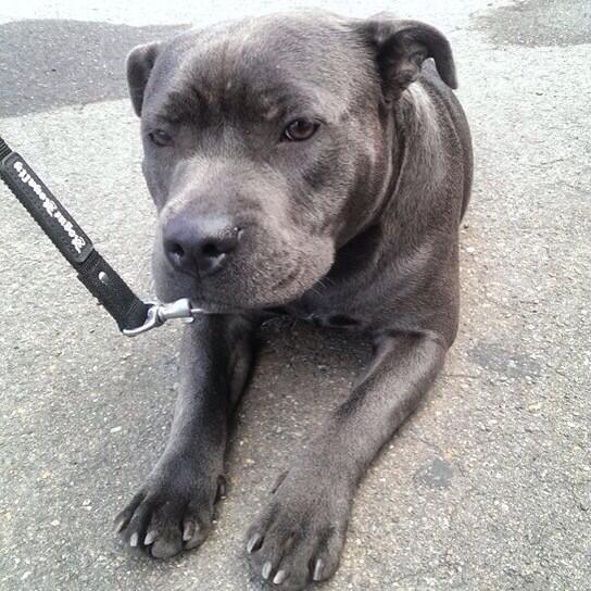 My blue English staffy