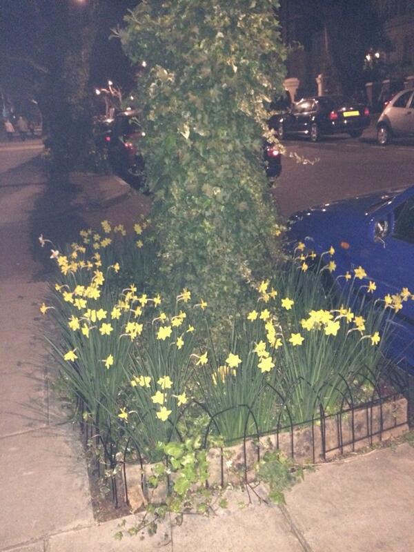 lysakellyland's tweet image. #LondonSpringtime is here! Gorgeous #daffs in #StJohnsWood #NW8 - if only we could tweet the fab smell! #smelltweet
