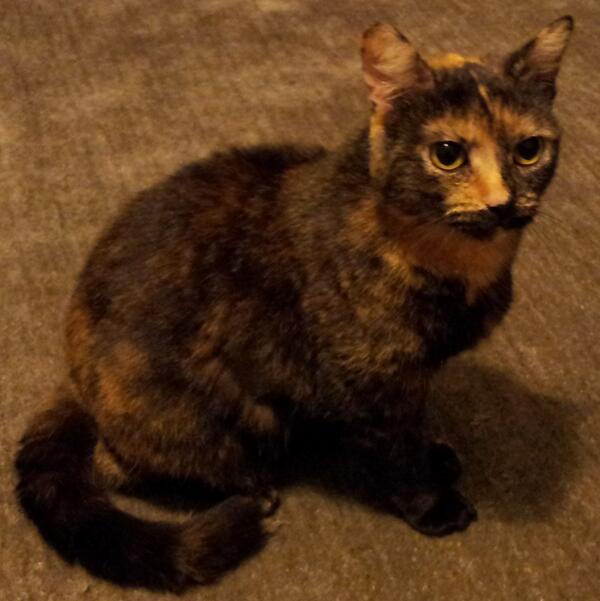 Theako's tweet photo. Tortoiseshell cat not seen since 9 Mar. She's from Berkeley Rd N8. Pls check sheds etc. pls RT @N8CrouchEnd http://t.co/Xss9EPh6X3