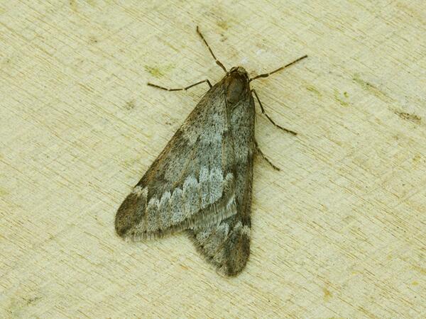 BarrieWidden's tweet photo. A mad March Moth from last night's mothing session. A new record for the garden. http://t.co/jb8sgKgqdk